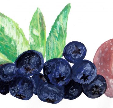 Aronia Apfel Gelee Rezept