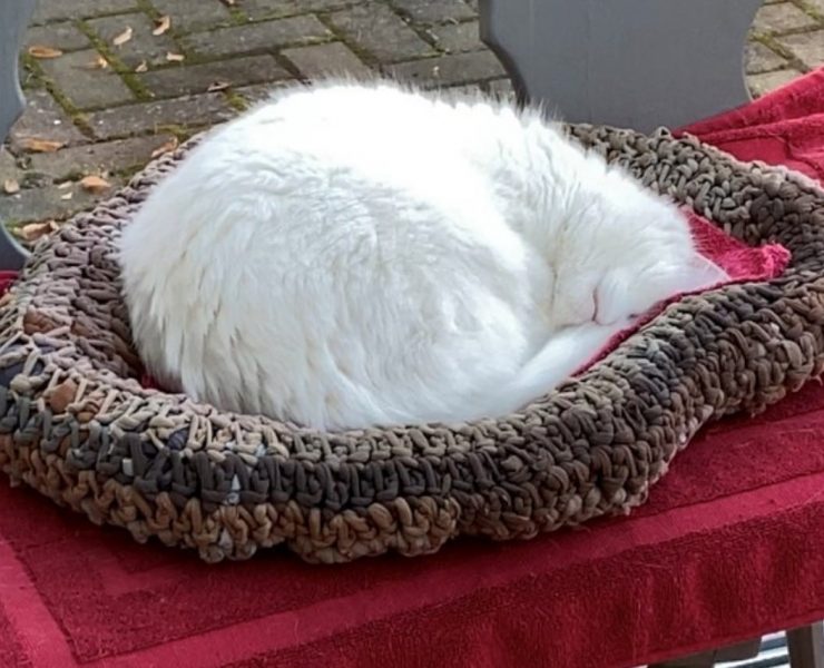 Katzenkörbchen Bastelidee