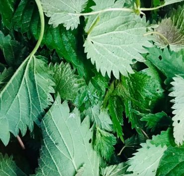 Brennessel Giersch Pesto Rezept