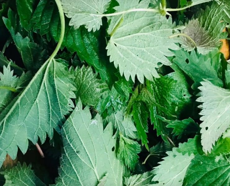 Brennessel Giersch Pesto Rezept