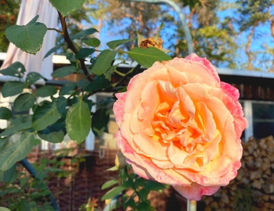 Rosengarten Rundgang