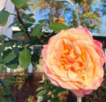 Rosengarten Rundgang