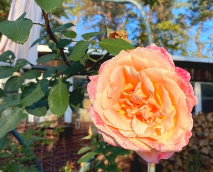 Rosengarten Rundgang