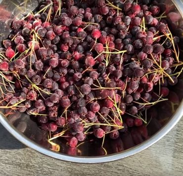 Kuchen mit Felsenbirne Rezeptidee