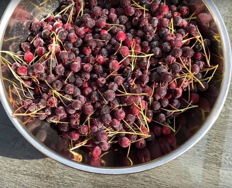 Kuchen mit Felsenbirne Rezeptidee