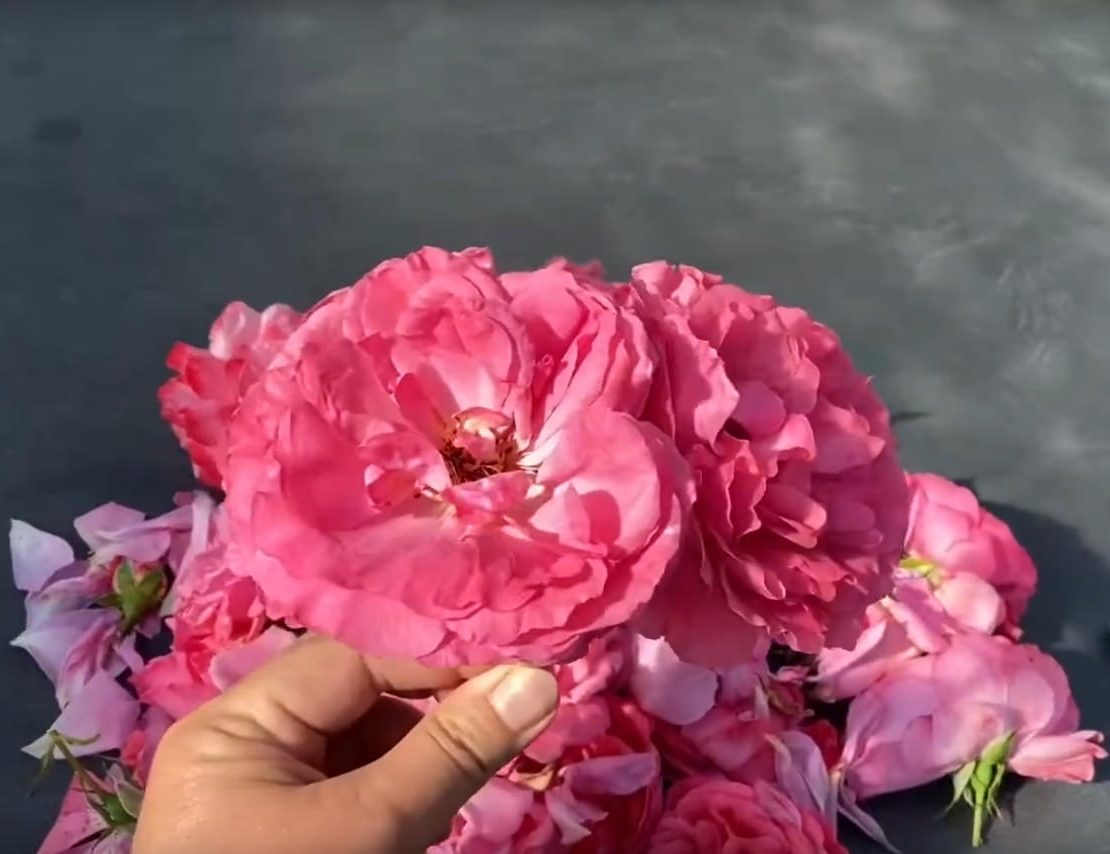 Rosenblütengelee Rezept