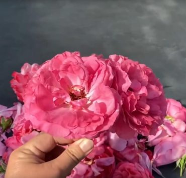 Rosenblütengelee Rezept