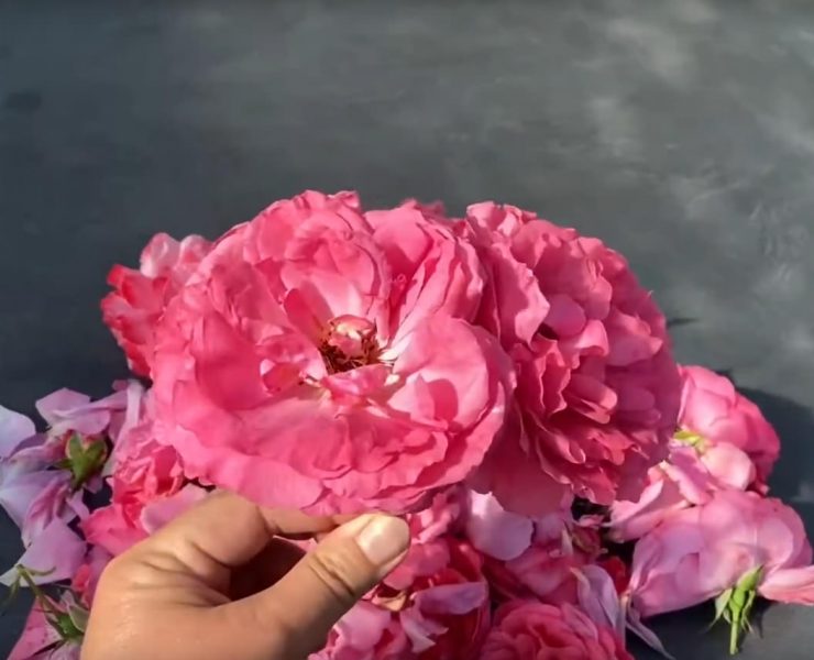 Rosenblütengelee Rezept