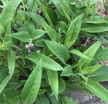 Gartenarbeit im April