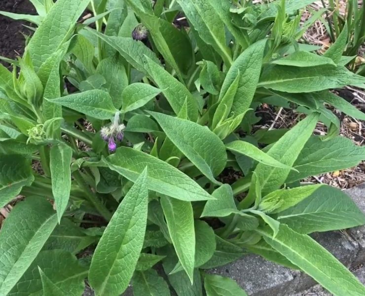 Gartenarbeit im April