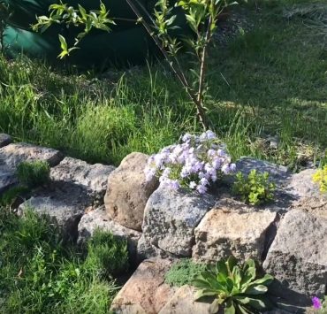 Gartenrundgang im Mai