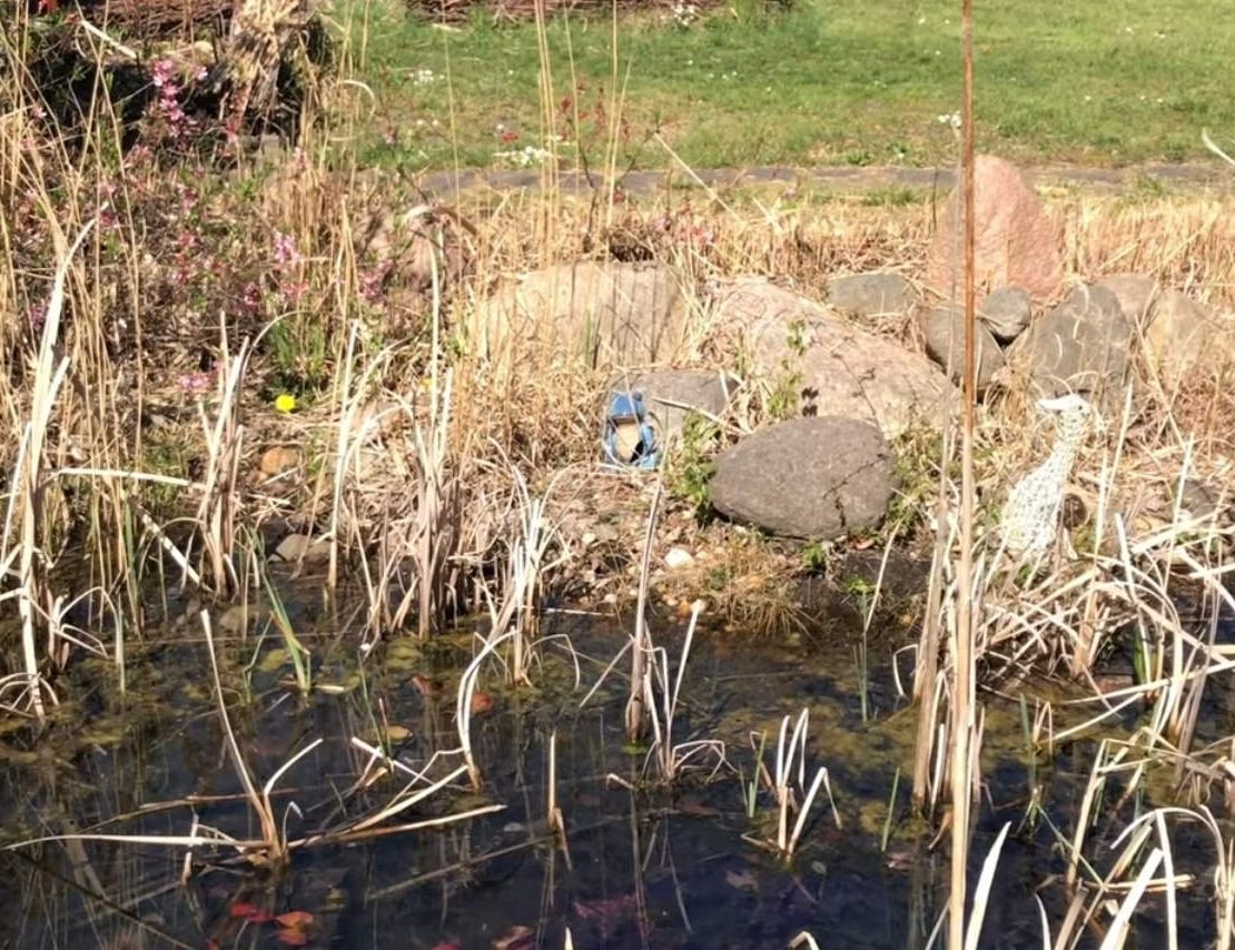 Grüne Laubfrösche am Teich