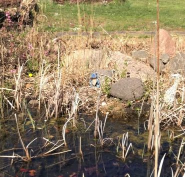 Grüne Laubfrösche am Teich