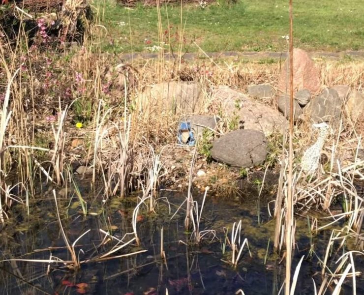 Grüne Laubfrösche am Teich