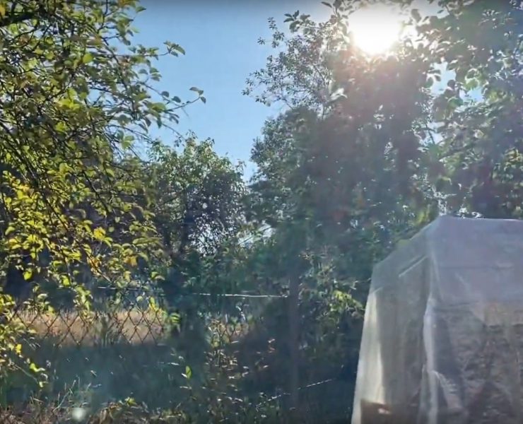 Gruß aus dem Garten